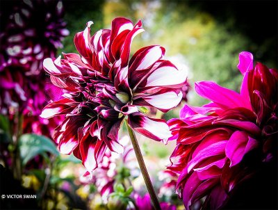 Dahlia-Tartan.JPG