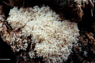 Kammetjesstekelzwam - Hericium coralloides .JPG