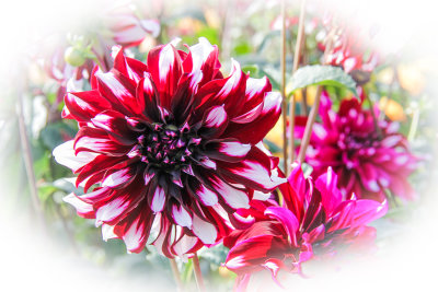 Dahlia-Tartan.jpg