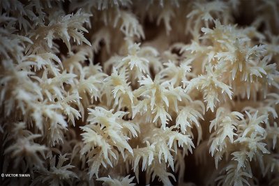 Kammetjesstekelzwam - Hericium coralloides.JPG