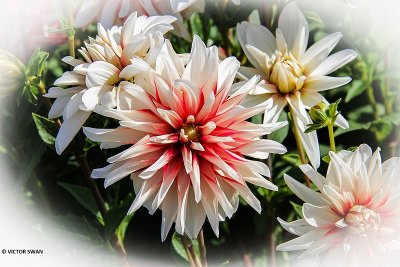 Dahlia-Catching Fire.JPG