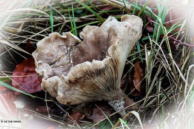 Nevelzwam - Clitocybe nebularis.JPG