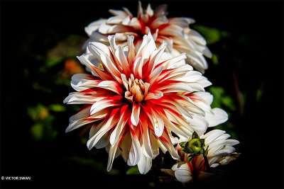 Dahlia-Catching Fire.JPG