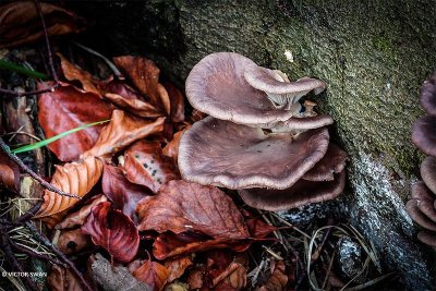 Gewone oesterzwam - Pleurotus ostreatus.JPG