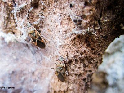 Plataanridderwants - Arocatus longiceps.JPG