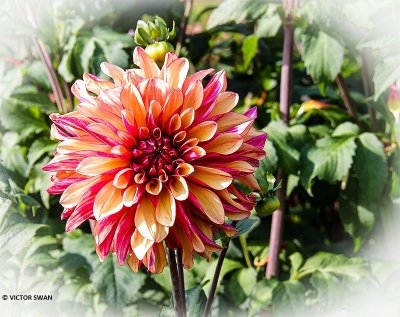 Dahlia-Gitt's Crazy.JPG
