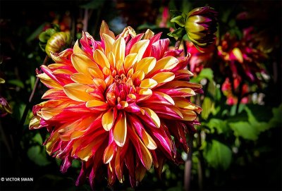 Dahlia-Gitt's Crazy.JPG
