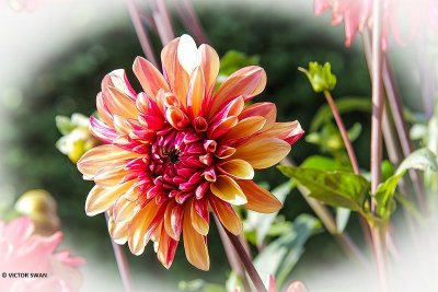 Dahlia-Gitt's Crazy.JPG