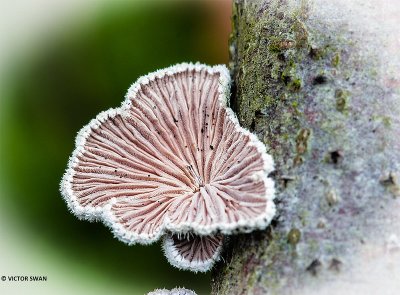 Waaiertje - Schizophyllum commune.JPG