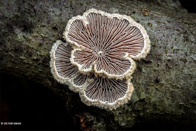 Waaiertje - Schizophyllum commune.JPG