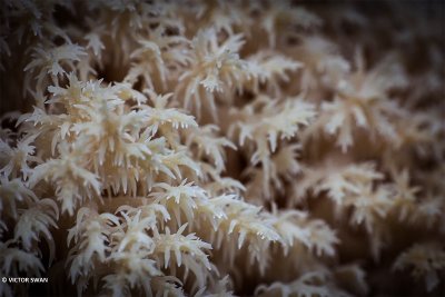 Kammetjesstekelzwam - Hericium coralloides.JPG