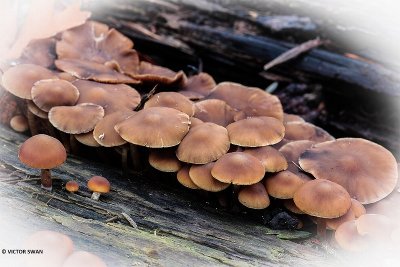 Witsteelfranjehoed - Psathyrella piluliformis.JPG