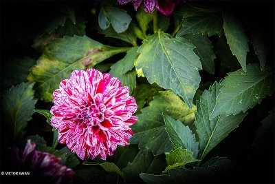Dahlia-Final Star.JPG