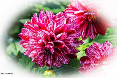 Dahlia-Final Star.JPG