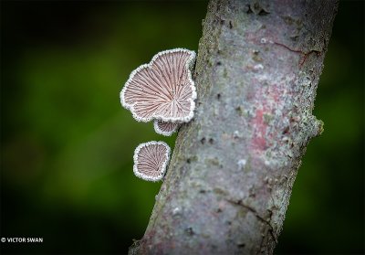 Waaiertje - Schizophyllum commune.JPG