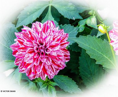 Dahlia-Final Star.JPG