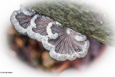 Waaiertje - Schizophyllum commune.JPG