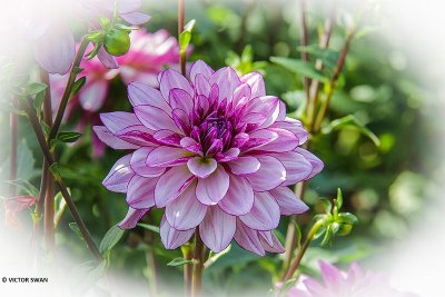 Dahlia-Seduction.JPG