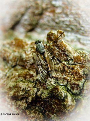 Gewone Snipvlieg - Rhagio scolopaceus.JPG
