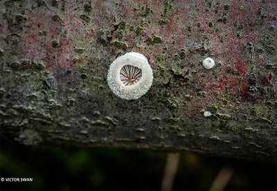Waaiertje - Schizophyllum commune.JPG