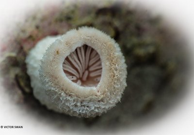 Waaiertje - Schizophyllum commune.JPG