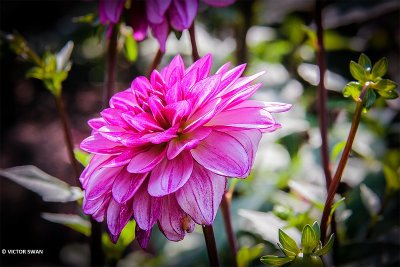 Dahlia-Seduction.JPG