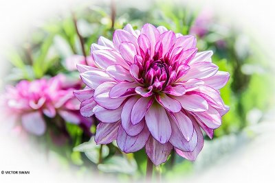 Dahlia-Seduction.JPG