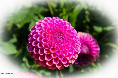 Dahlia-Caitlin's Joy.JPG