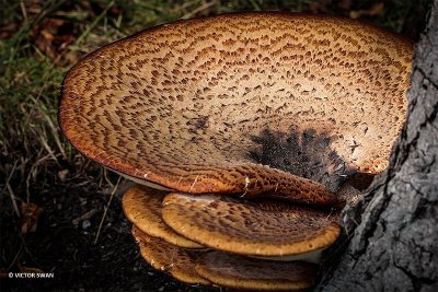 Zadelzwam - Polyporus squamosus.JPG