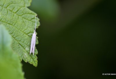 Blaasjespistoolkokermot - Coleophora kuehnella.JPG