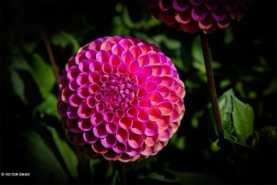 Dahlia-Caitlin's Joy.JPG