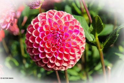 Dahlia-Caitlin's Joy .JPG