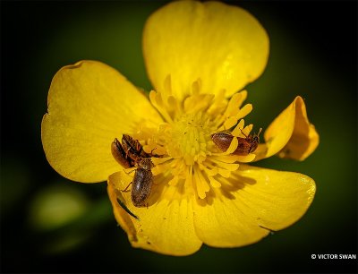 Frambozenkever - Byturus tomentosus.JPG