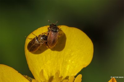 Frambozenkever - Byturus tomentosusals.JPG