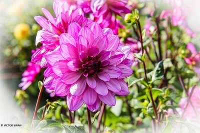 Dahlia-Lauren Michele.JPG