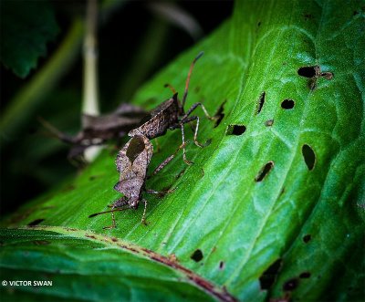 Zuringrandwants - Coreus marginatus.JPG