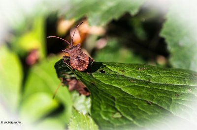 Zuringrandwants - Coreus marginatusals.JPG