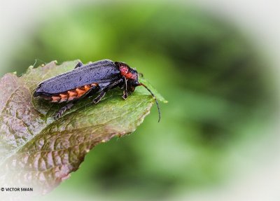 Zwartpootsoldaatje - Cantharis fusca.JPG