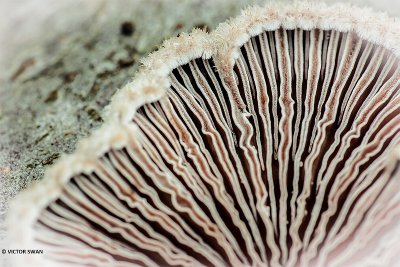 Waaiertje - Schizophyllum commune.JPG