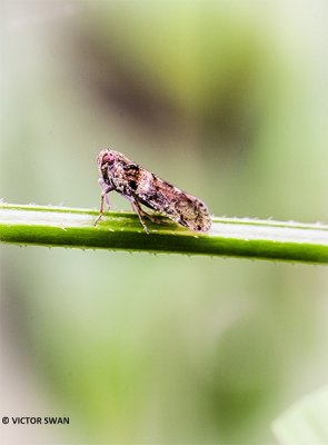 Cixius distinguendus.JPG