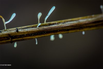 Varenknotsje Typhula Quisquiliaris.JPG