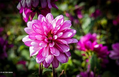 Dahlia-Lauren Michele.JPG