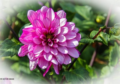 Dahlia-Lauren Michele.JPG