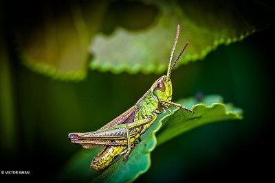 Krasser - Pseudochorthippus parallelus.JPG