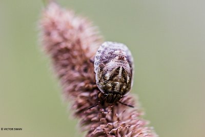 Gewone pantserwants - Eurygaster testudinaria.JPG