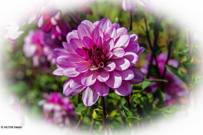 Dahlia-Lauren Michele.JPG