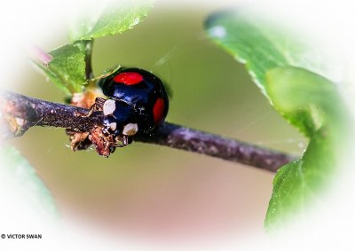 Tweevlekkig Aziatisch lieveheersbeestje - Harmonia axyridis .JPG