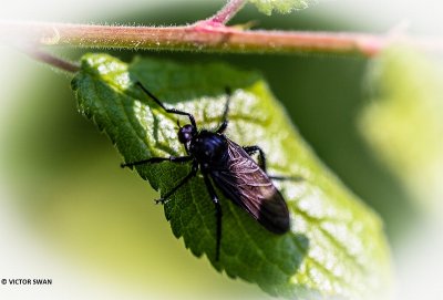 Zwarte dansvlieg - Empis ciliata.JPG