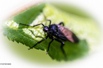 Zwarte dansvlieg - Empis ciliata.JPG