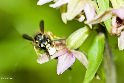 Gewone wesp - Vespula vulgaris015.JPG